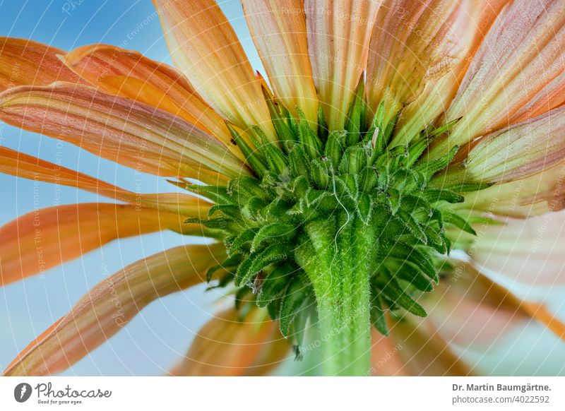 Echinacea purpurea von unten, oranger Stamm Kulturvarietät Blume Auswahl Detailaufnahme Blütenkopf Verbundwerkstoffe Asteraceae