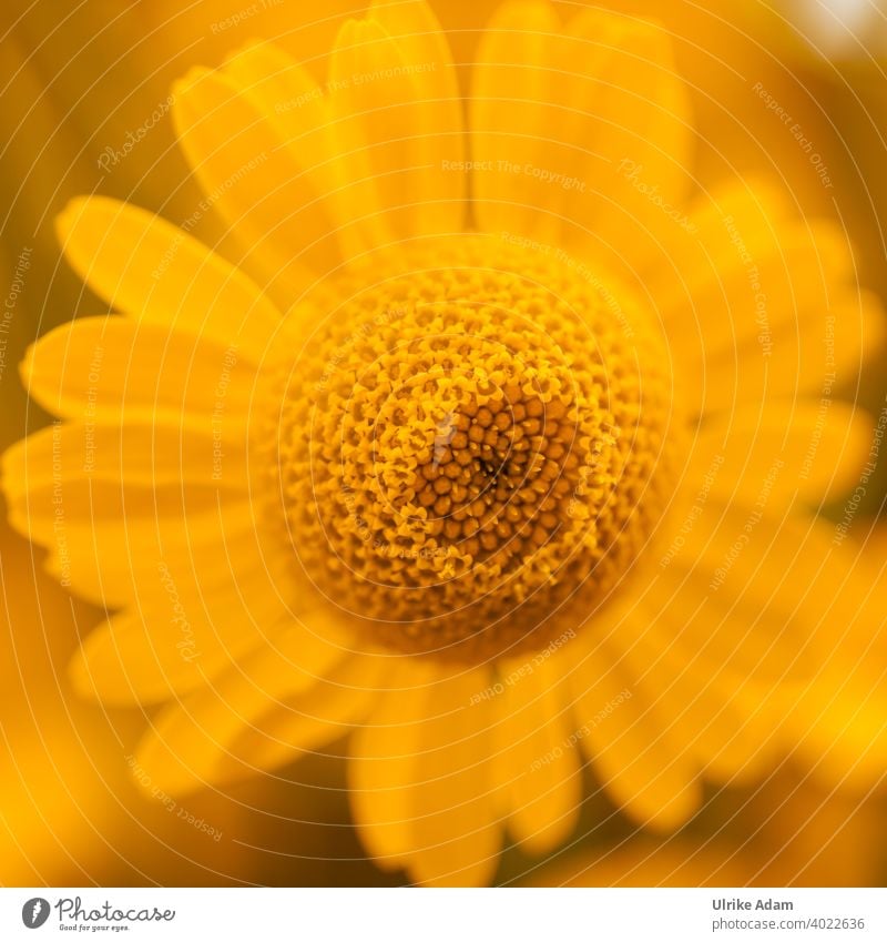 Ein bisschen Farbe - Gelbe Blüte der Färberkamille ( Anthemis ) Nutzpflanze Blume Herbst Sommer Pflanze Natur Geburtstag Muttertag Valentinstag