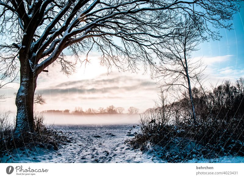 für airene:) Baumstamm Äste und Zweige Sonne Sonnenlicht Schneefall weiß Winter Wald Feld Wiese Natur Umwelt ruhig Himmel Landschaft Frost Bäume