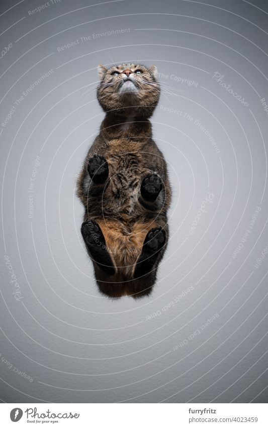 tabby Katze Unteransicht auf Glastisch mit Kopierraum direkt darunter unsichtbar Textfreiraum grau Tabby weiß Kurzhaarkatze braun Pfoten Stehen Sitzen lustig