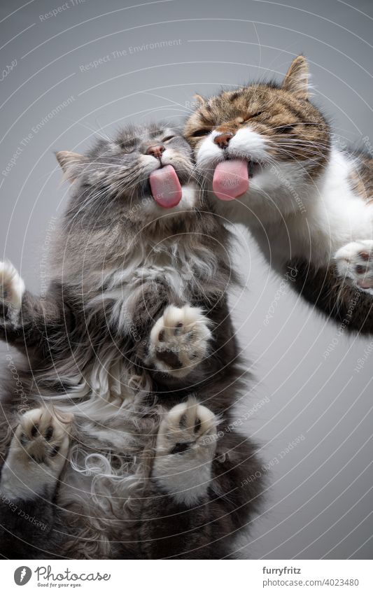 zwei lustige Katzen lecken Glastisch Ansicht von unten Unteransicht direkt darunter unsichtbar Textfreiraum grau Tabby weiß Britisch Kurzhaar maine coon katze