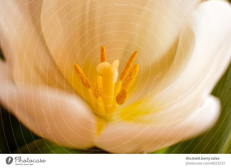 Tulpe weiß Blütenstempel Blume Pflanze Frühling Farbfoto Blühend Tag Innenaufnahme Nahaufnahme schön Menschenleer
