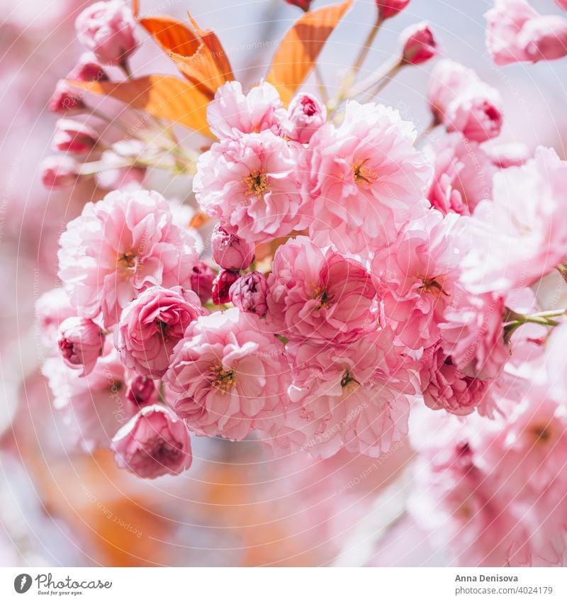 Sakura Blumen in Blüte Baum Kirschblüten Himmel Kirsche blau rosa Frühling Japan Natur Park Blütezeit Saison weiß natürlich Pflanze Garten Blütenblatt