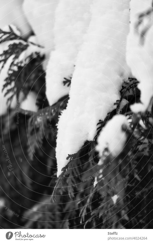 Thujahecke unter einer dicken Schneekappe Hecke Schneedecke Februar schneebedeckt verschneit im Schnee Winterkälte Wintereinbruch Wintertag Jahreszeiten