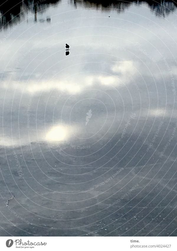 Sonntagsspaziergang vogel eis spiegelung wolken see zugefroren himmel horizont gegenlicht glatt sonnig schatten bruchlinie tierportrait allein einsam