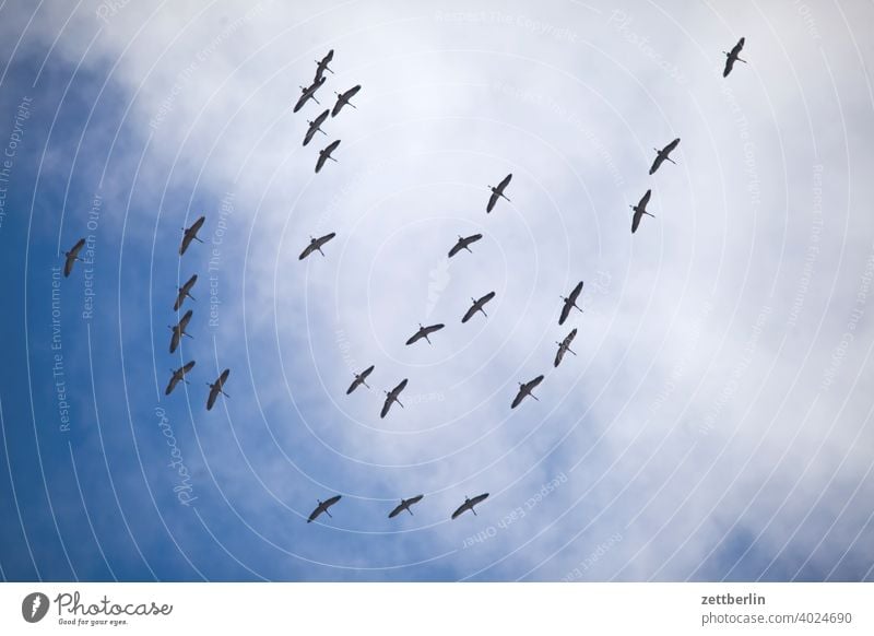 Kraniche fliegen formation frühling frühlingsboten himmel kranich saison schoof schwarm vogel vogelschwarm wolke zugvogel himmel wolke flugbild natur tier