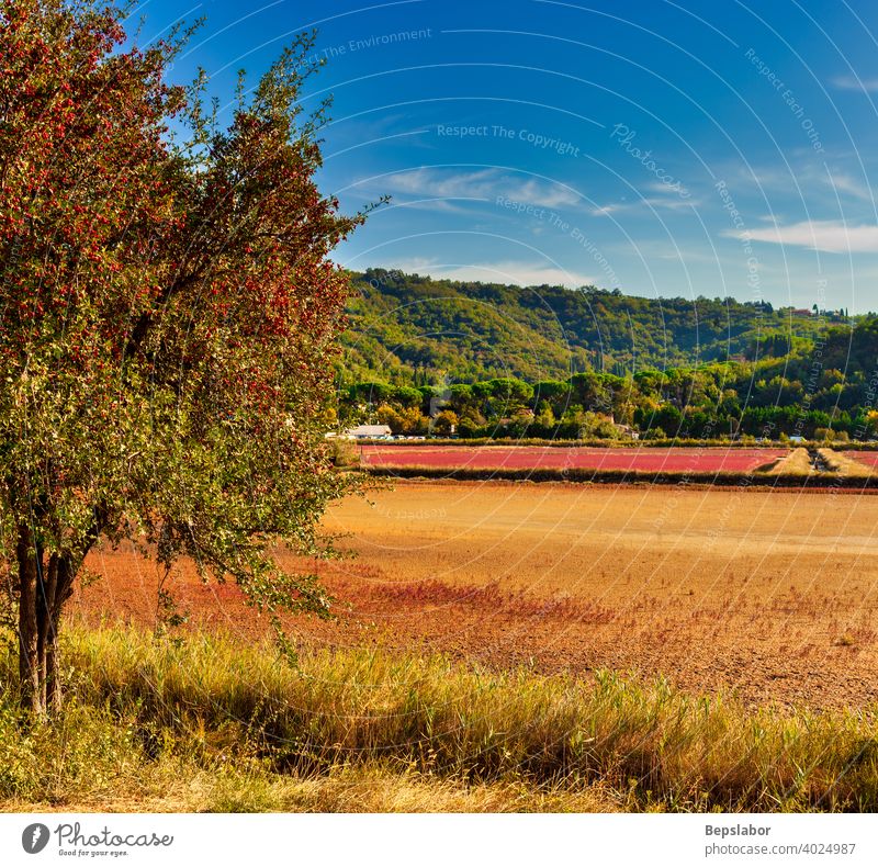 Blick auf den Naturpark Strunjan, Slowenien strunjan Gemeiner Weißdorn rote Beeren Früchte Weißdorn mit Einsaat einsamiger Weißdorn Halophyt Landschaft Sonne