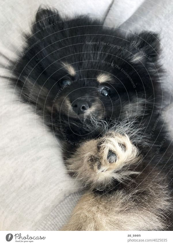 Hundewelpe Pomeranian Welpe Pfote Fell Spitz schwarz grau beige Zwergspitz Blick in die Kamera direkter Blick Tier Haustier 1 Farbfoto Tierporträt Tiergesicht