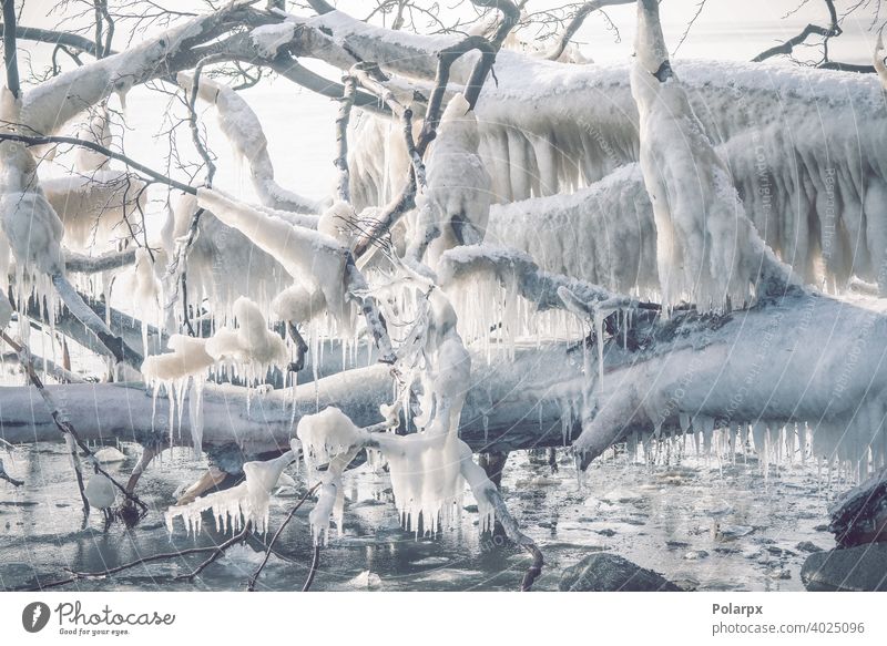 Eiszapfen an einem gefrorenen Baum an der Meeresküste Ast zerlaufen Meeresufer nördlich cool saisonbedingt frieren niemand Dezember Schönheit Norden verschneite