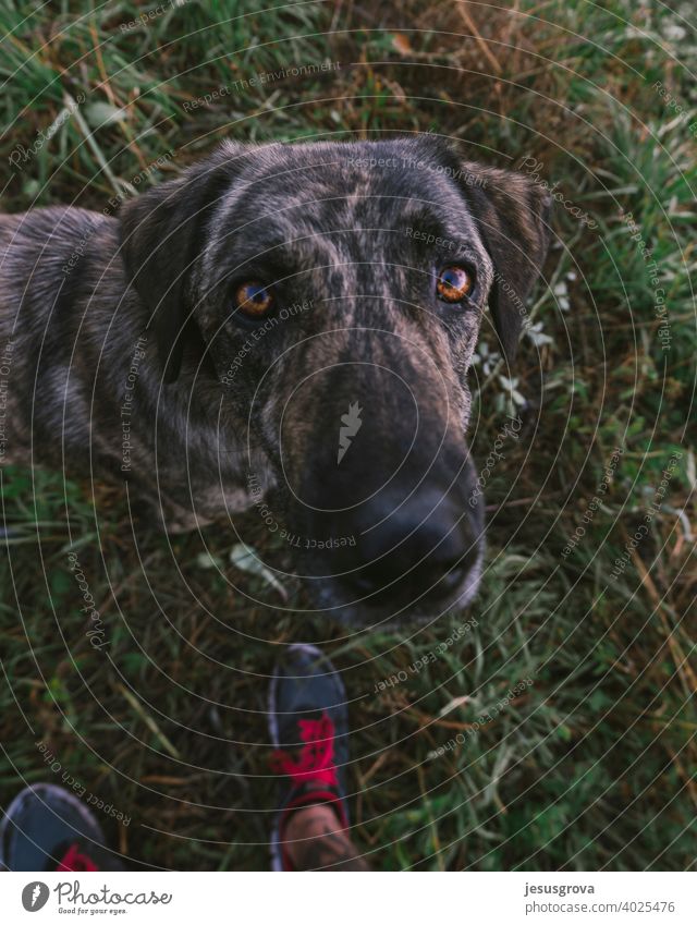 Immer mit meinem besten Freund unschuldig beobachten Gras Hirtenhund grün Neugier Sicherheit Tierporträt Außenaufnahme bewachen schwarz braun Farbfoto Haustier