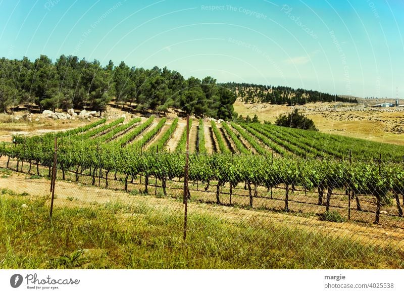 Ein Weinberg mit Berge und Wald Außenaufnahme Weintrauben Menschenleer Nutzpflanze grün Tag Pflanze Natur Sommer Feld Weinlese Schönes Wetter Sonnenlicht