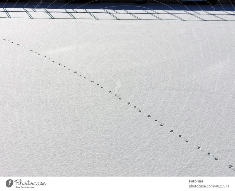 Spuren im Schnee VII. Wer da über die Brücke und dann über's Eis gerannt ist? Keine Ahnung. Schneedecke Fußspuren Winter kalt Schneespur weiß Außenaufnahme