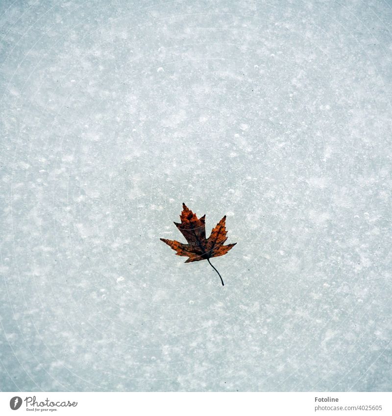 Ein Ahornblatt, eingefroren im Bach Winter Eis Eisschicht Aggregatzustand kalt eisig Frost Natur weiß Außenaufnahme Menschenleer Tag Wasser Gedeckte Farben