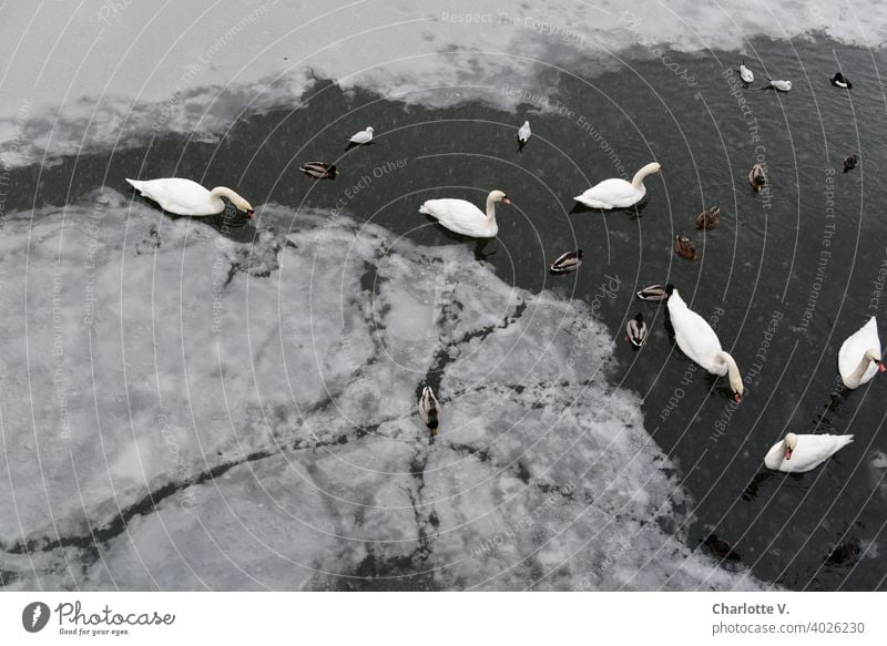 Schwäne im Eiskanal Enten Entenvögel möwen Wasservögel Natur Vogel Tier Wasservogel Außenaufnahme wasservogel Wildtiere weiß grau Schwan Umwelt Tag Menschenleer