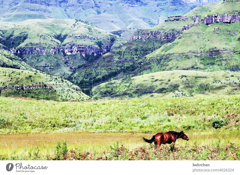 freiheit Sonnenlicht Kontrast Licht Tag Außenaufnahme Farbfoto Drakensberge Südafrika traumhaft schön Fernweh wandern grün fantastisch exotisch außergewöhnlich