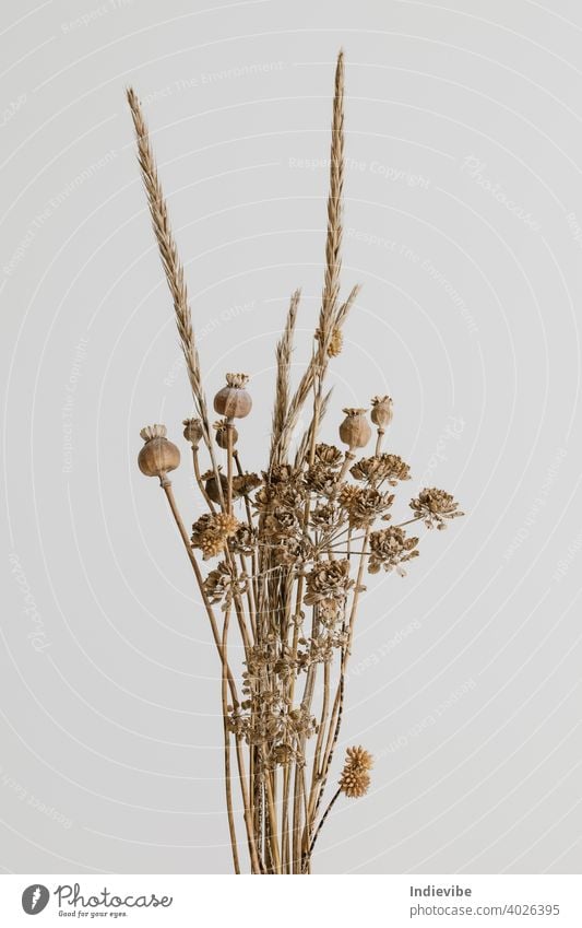 Brauner wilder getrockneter Blumenstrauß auf weißem Hintergrund. Getrockneter Mohnkopf, Pampas und Gras. vereinzelt Frühling Natur Dekoration & Verzierung Blüte