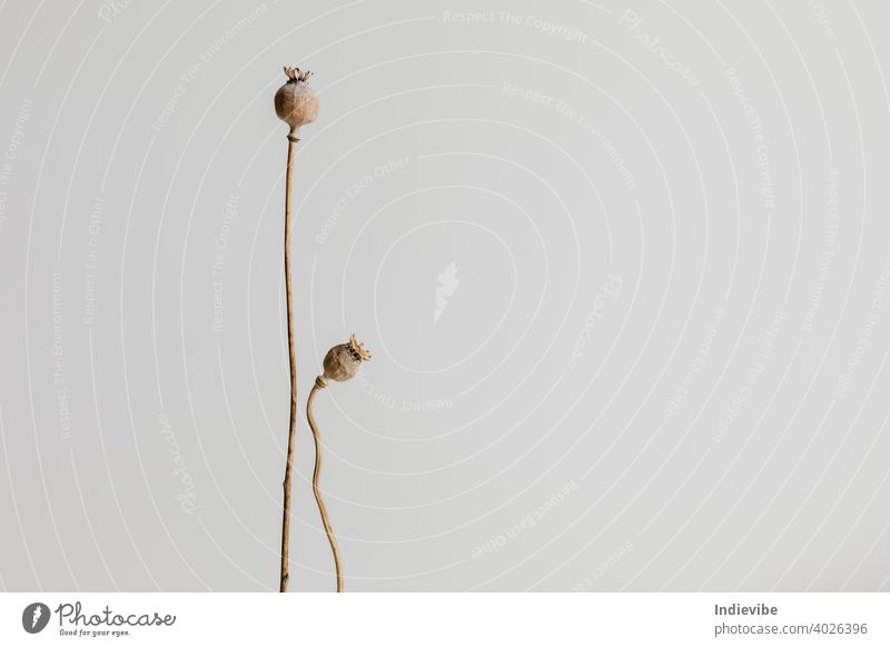 Zwei getrocknete Mohnköpfe mit Stiel isoliert auf weißem Hintergrund. Blume Kopf Samen trocknen vereinzelt heimwärts Dekor Dekoration & Verzierung Kapsel Herbst