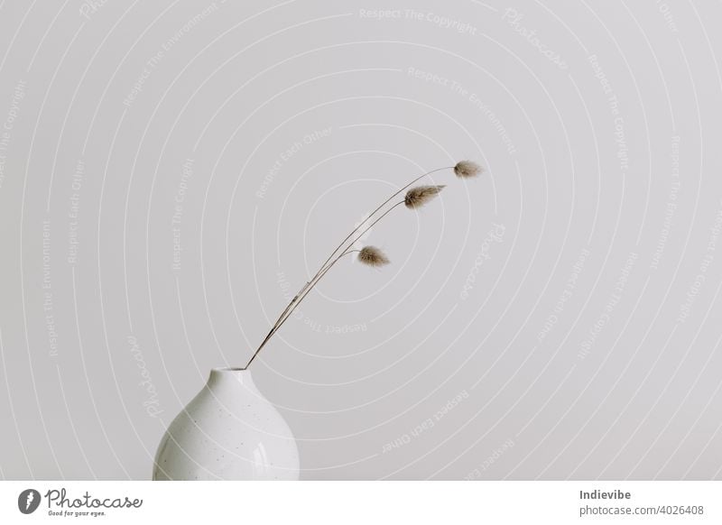 Moderne weiße Keramikvase mit trockenem Lagurus ovatus Gras. Skandinavische minimale Inneneinrichtung mit Hasenschwanz Gras. Leere weiße Wand, Kopie Raum. Blume
