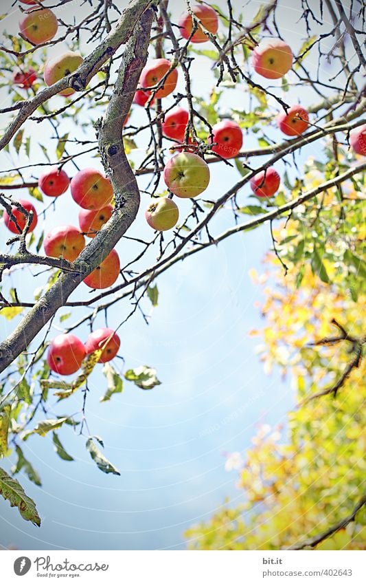 Äpfel Lebensmittel Frucht Apfel Ernährung Bioprodukte Vegetarische Ernährung Pflanze Sommer Herbst Klima Schönes Wetter Baum Garten Feld Wachstum Apfelbaum