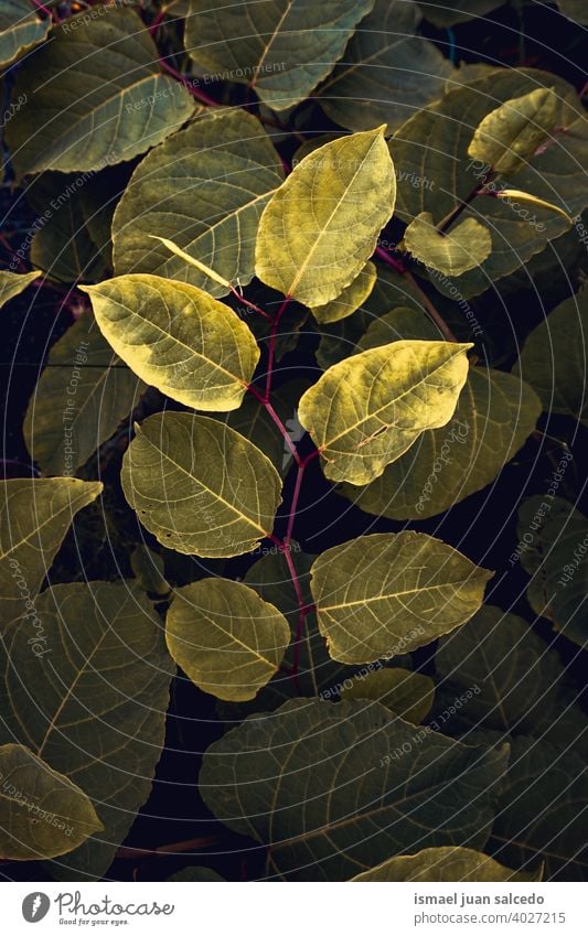 grüne Pflanze Blätter im Garten im Frühjahr Saison Blatt geblümt Natur natürlich Laubwerk dekorativ Dekoration & Verzierung abstrakt texturiert Frische