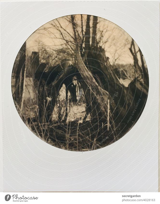 Holz vor der Hütte Baum abgestorben Polaroid analog Baumstamm Umwelt Natur Außenaufnahme Baumrinde Menschenleer Detailaufnahme Nahaufnahme Wald