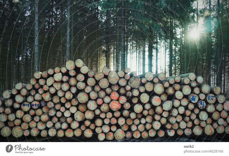 Hölzerne Reserve Natur Umwelt Außenaufnahme Holzstapel Baum Detailaufnahme schwer unterschiedlich gestapelt viele Stapel hoch Menschenleer Farbfoto Tag rund