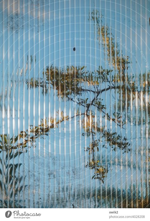Sequenz Glaswand Zweige Sichtschutz Innenaufnahme Fenster verschwommen Rätsel Struktur Kontrast Glasscheibe Blatt Totale Unschärfe Nahaufnahme Schutz