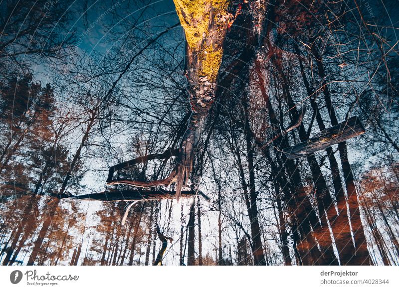 Der Fluß Stöbber in einer Spiegelung mit Bäumen und Sonne im Winter in der Märkischen Schweiz Wanderung Wandertag Wanderausflug Wanderer Gedeckte Farben