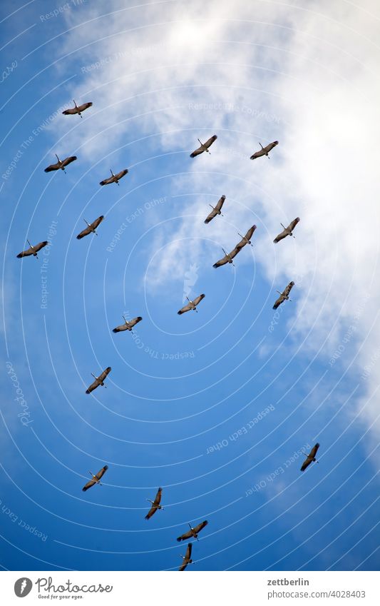 Zwanzig Kraniche again fliegen formation frühling frühlingsboten himmel kranich saison schoof schwarm vogel vogelschwarm wolke zugvogel formationsflug