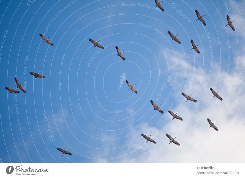 Zwanzig Kraniche fliegen formation frühling frühlingsboten himmel kranich saison schoof schwarm vogel vogelschwarm wolke zugvogel formationsflug