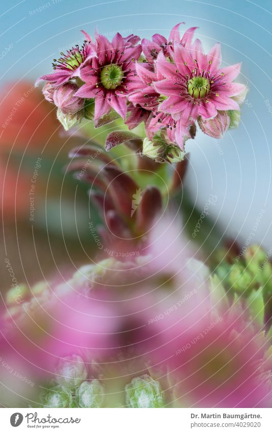 Blühendes Sempervivum arachnoideum Blume Blütezeit Spinnennetz Hauswurz Crassulaceae Sukkulente Rosetten mehrjährig alpin Nahaufnahme