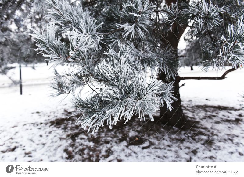 Raureif Nadelbaum Nadelbaumzweig Baum Natur Zweig Ast kalt weiß Eiskristall Außenaufnahme gefroren Pflanze Schnee Frost Winter Winterstimmung Wintertag