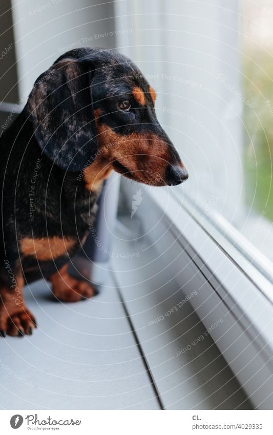 carlson Dackel Hund Tier Tierporträt Tierliebe Haustier niedlich Wohnung Fenster zuhause Tiergesicht Schwache Tiefenschärfe Neugier Häusliches Leben Pfote