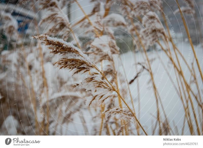 Fahn im Winter bei Schnee Eis Eiskristall kalt Frost Natur Nahaufnahme Außenaufnahme Pflanze weiß Menschenleer Schwache Tiefenschärfe
