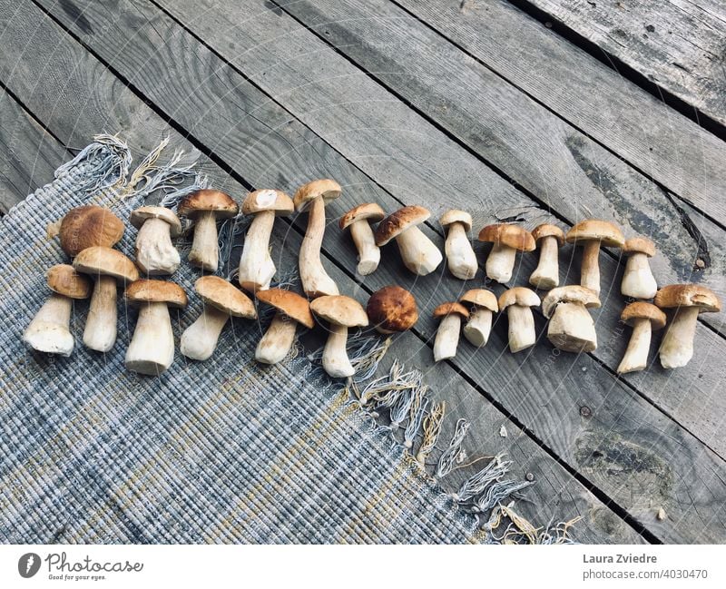Pilze auf einem Wodendeck Herbst Farbfoto Pflanze Pilzhut Natur Nahaufnahme Tag Gesunde Ernährung Gesundheit gesunde Ernährung Gesunder Lebensstil