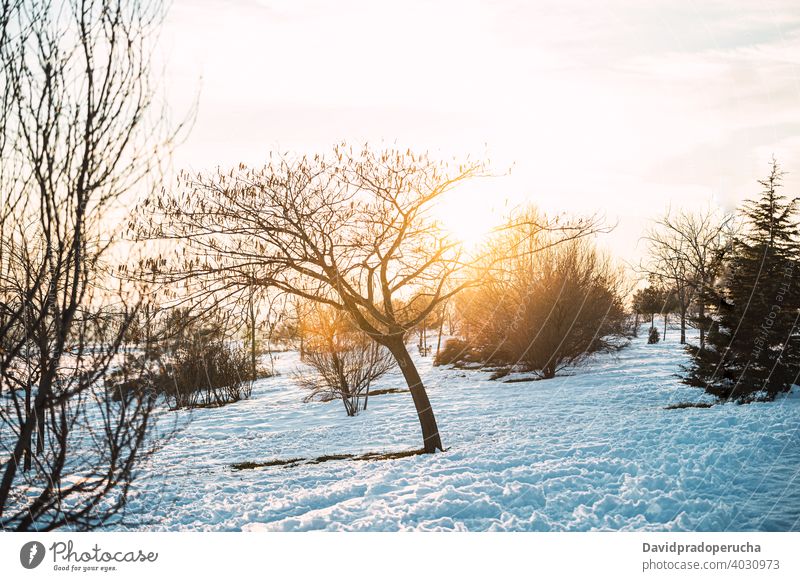 Sonnenuntergang in verschneiter Winterlandschaft Schnee Baum Wiese Wald laublos Natur Landschaft Sonnenlicht kalt Abend Saison Wetter malerisch Umwelt ruhig