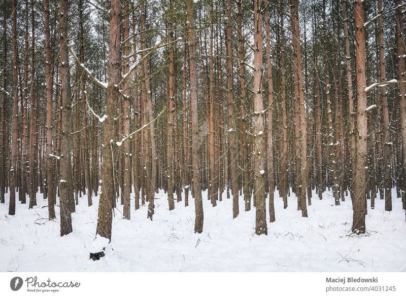 Bild eines tiefen Waldes im verschneiten Winter. Baum Natur Schnee weiß Landschaft Saison keine Menschen Wildnis Foto Ansicht