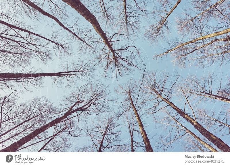 Blick auf blattlose Bäume, Farbe getönten Natur abstrakten Hintergrund. Wald Baum nachschlagen laublos Instagrammeffekt Himmel Wälder keine Menschen retro
