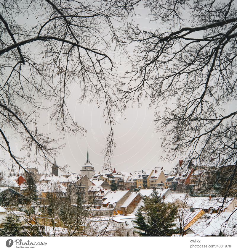 Unterkühlt Stadtzentrum & Innenstadt Bautzen Ostdeutschland Sachsen Zweige u. Äste Baum Bäume Äste und Zweige Farbfoto Schönes Wetter Frost Kälte Eis Winter