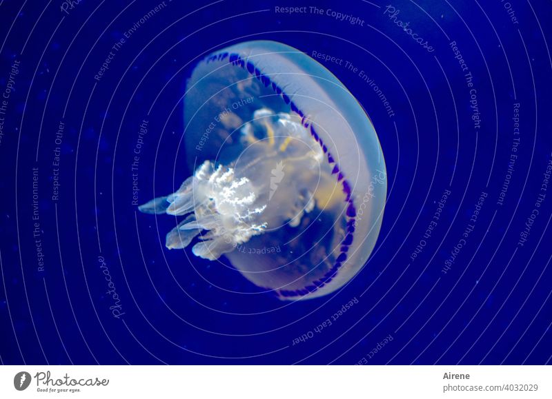 Schwebezustand Qualle leuchten Meerestier blau Gift Tier Unterwasseraufnahme Hintergrund neutral Kunstlicht gallertartig außergewöhnlich Wasser Schweben