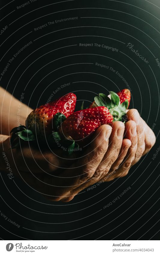 Alte Frau Hände greifen ein Bündel von super roten Erdbeeren über einen schwarzen Hintergrund farbenfroh Minimalismus Tapete horizontal Diät Farben Layout