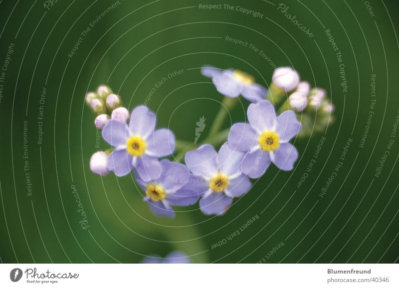 Sumpf-Vergissmeinnicht Blume Blüte Mai Frühling blau hintergrund grün Elbe