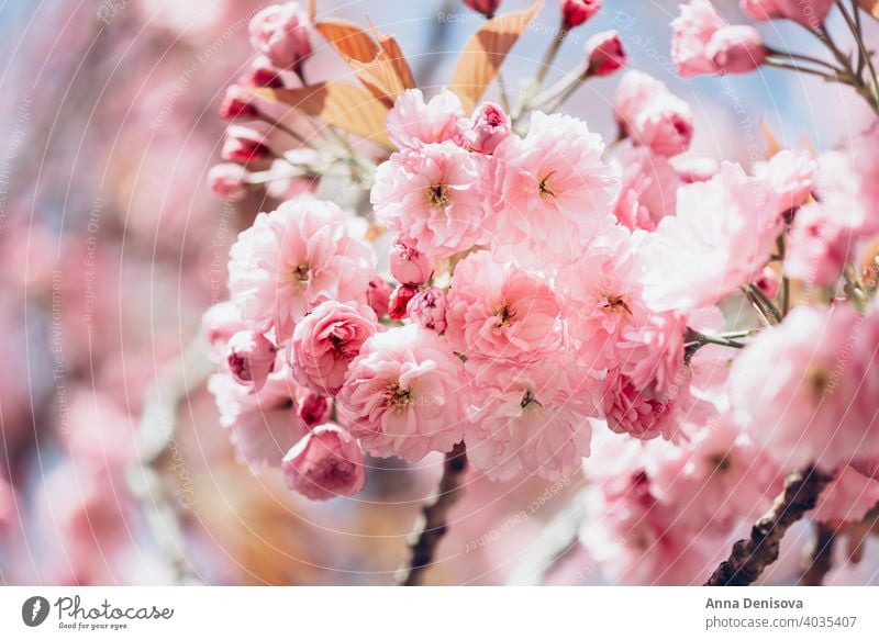 Sakura Blumen in Blüte Baum Kirschblüten Himmel Kirsche blau rosa Frühling Japan Natur Park Blütezeit Saison weiß natürlich Pflanze Garten Blütenblatt