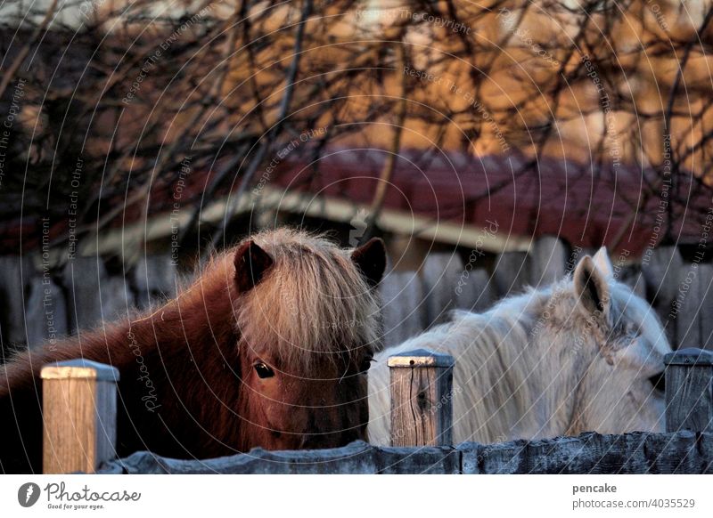 (k)ein ponyhof Ponys pferd Verkaufswagen Gatter zaun Abendsonne Bäume augen Anschnitt Natur Tierportrait Ponyhof Außenaufnahme Island Ponys