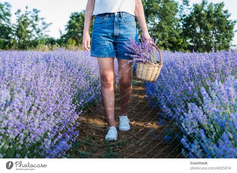Junge Frau hält Weidenkorb mit Lavendelblüten im Feld Korb Sonne natürlich Mädchen Blumen purpur im Freien Blumenstrauß Natur Kräuterbuch geblümt Wiese Tag