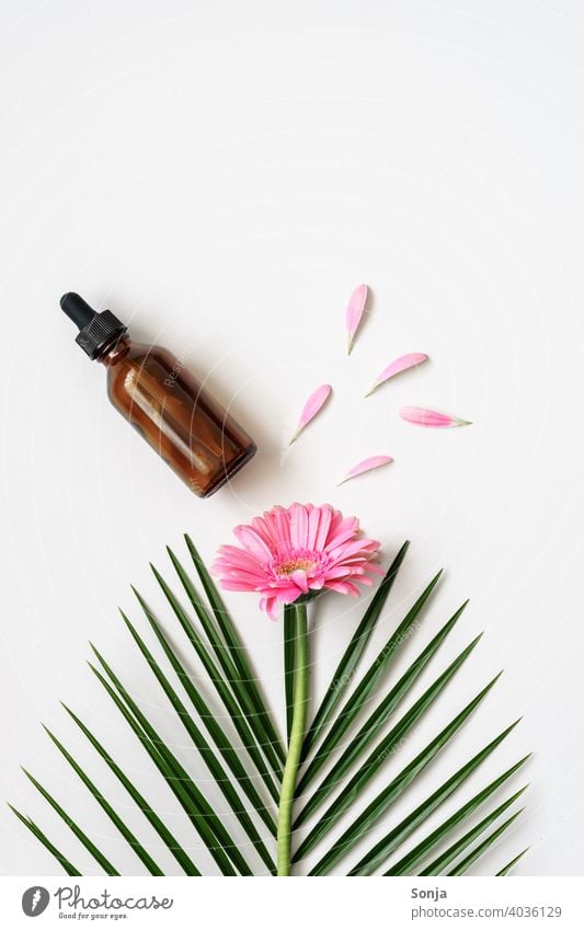 Eine braune Kosmetik Flasche, eine rosa Blume und ein Palmblatt auf einem weißen Hintergrund. Hautpflege Creme Körperpflege Stil Spa Wellness Beautyfotografie