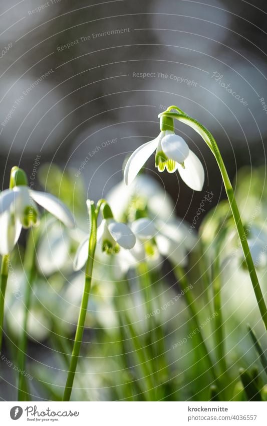 Frühlingsanfang: Schneeglöckchen im Sonnenlicht Blüte Blume Pflanze Natur grün Farbfoto weiß Außenaufnahme Tag Frühlingsblume Schwache Tiefenschärfe