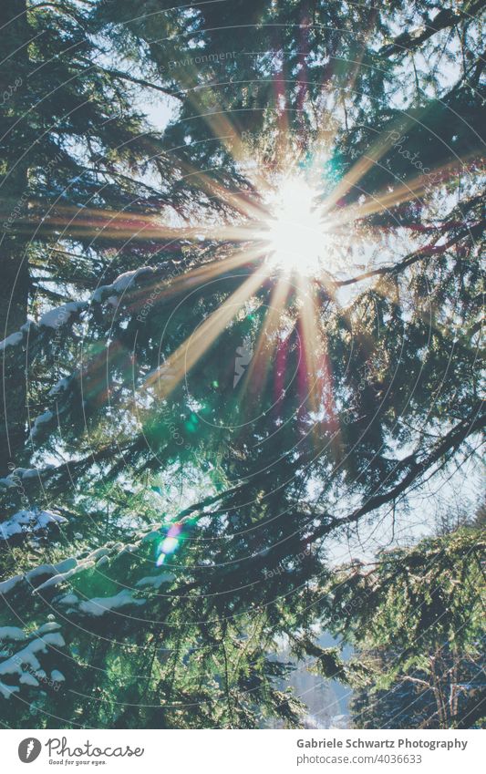 Strahlender Waldspaziergang Sonnenstrahl Sonnenstrahlen Sonnenlicht Tannenbaum Tannenzweig Tannenbäume Zweige u. Äste Schnee schneebedeckt Schwarzwald leuchtend