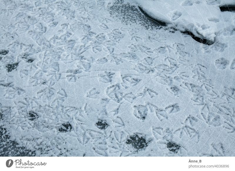 Entenspaziergang – Spuren im Schnee Eis Gewässer See Fluss gefroren Eisschicht Entenfüße Fußspuren Bewegung rastlos laufen watscheln Abdruck Schwimmhäute