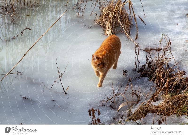 Roter Kater auf Eis Katze rothaarig Fell Fellfarbe weiß beige Gestrüpp Wasser Eisfläche Tierporträt Haustier Hauskatze beobachten Neugier Blick Winter